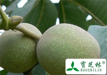 胡桃青皮的功效与作用及食用方法图片