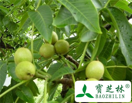 胡桃根的功效与作用及食用方法图片