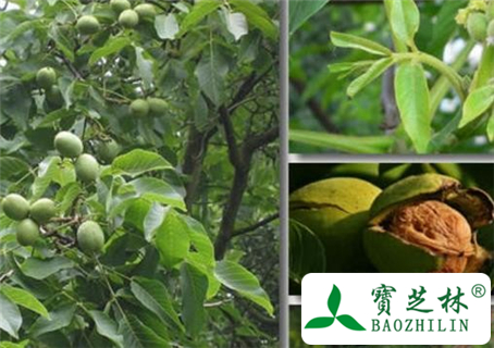胡桃树皮的功效与作用及食用方法图片