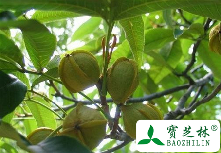 胡桃油的功效与作用及食用方法图片