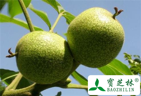 胡桃枝的功效与作用及食用方法图片