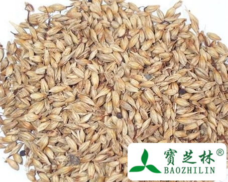 麦芽的功效与作用及食用方法图片