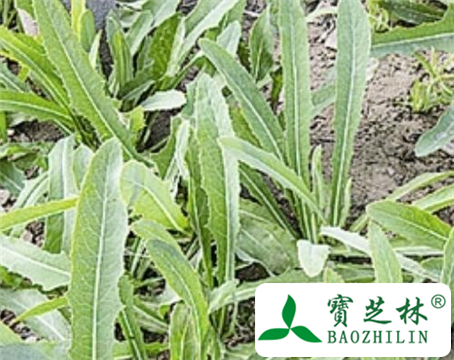 苦菜的功效与作用及食用方法图片
