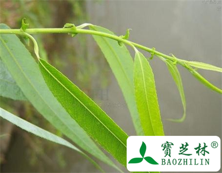 柳叶的功效与作用及食用方法图片