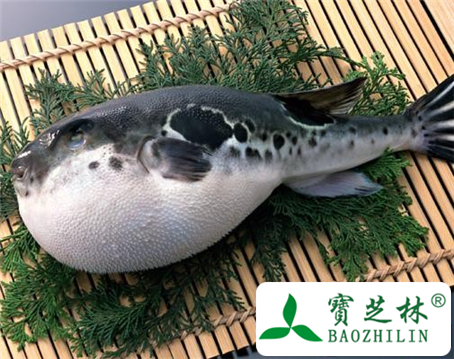 河豚鱼肝油的功效与作用及食用方法图片