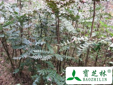 刺黄柏茎叶的功效与作用及食用方法图片