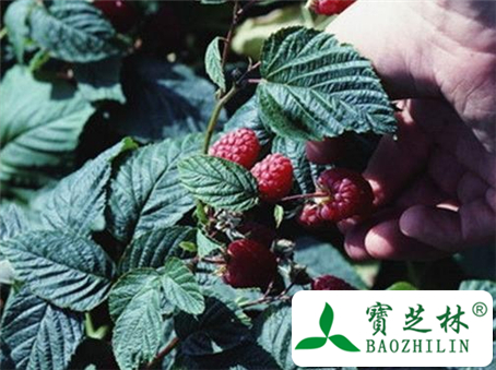 荔枝叶的功效与作用及食用方法图片