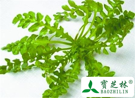 荠菜子的功效与作用及食用方法图片