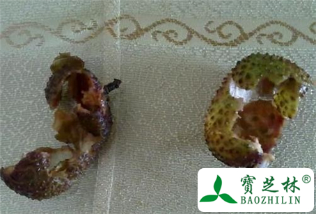 荔枝壳的功效与作用及食用方法图片