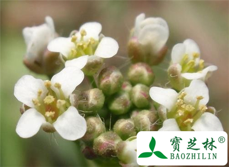 荠菜花的功效与作用及食用方法图片