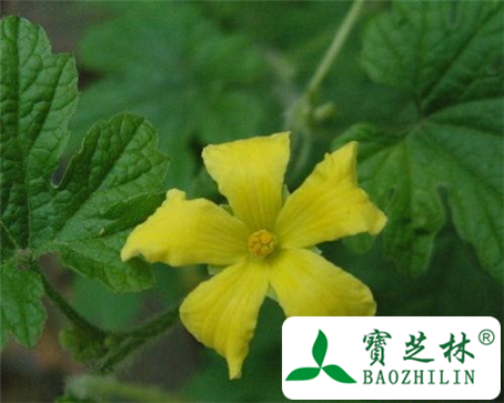 苦瓜花的功效与作用及食用方法图片