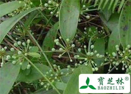 茯神木的功效与作用及食用方法图片