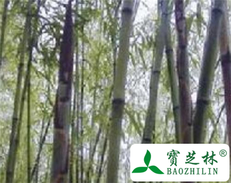 苦竹茹的功效与作用及食用方法图片