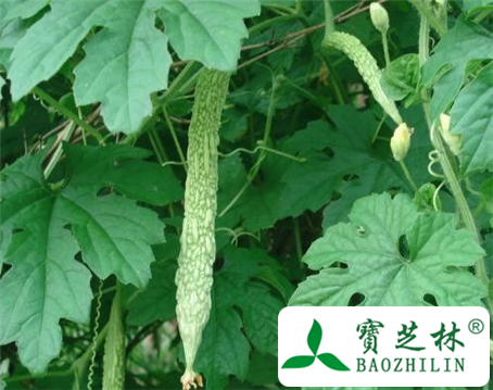 苦瓜叶的功效与作用及食用方法图片