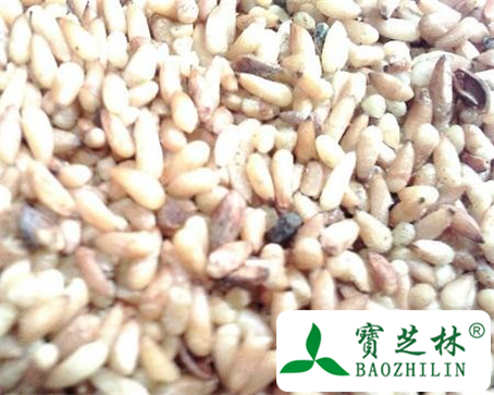 柏子仁的功效与作用及食用方法图片