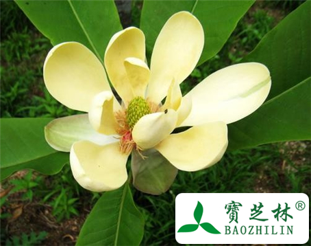 厚朴花的功效与作用及食用方法图片