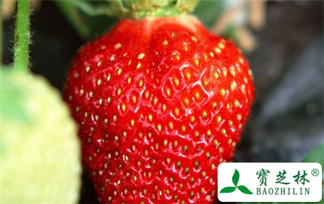 结根草莓的功效与作用及食用方法图片