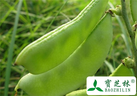 扁豆的功效与作用及食用方法图片