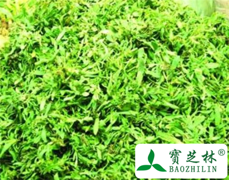 苦菜根的功效与作用及食用方法图片