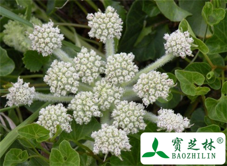 桔梗芦头的功效与作用及食用方法图片