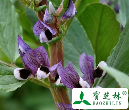 蚕豆花的功效与作用及食用方法图片