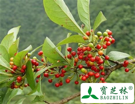 胡椒的功效与作用及食用方法图片