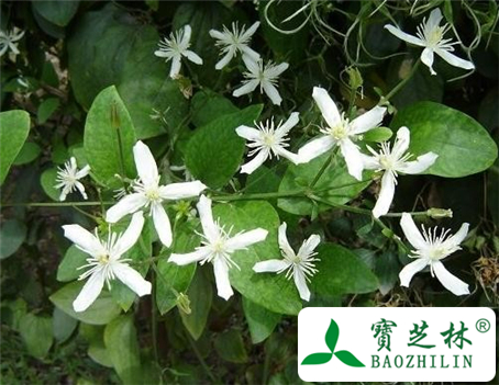 铁脚威灵仙叶的功效与作用及食用方法图片