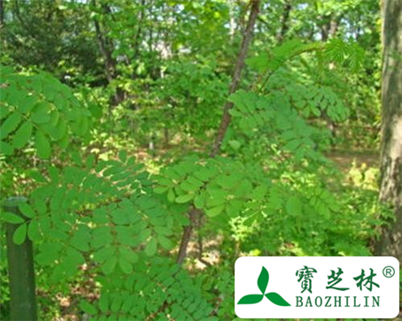 透骨草的功效与作用及食用方法图片