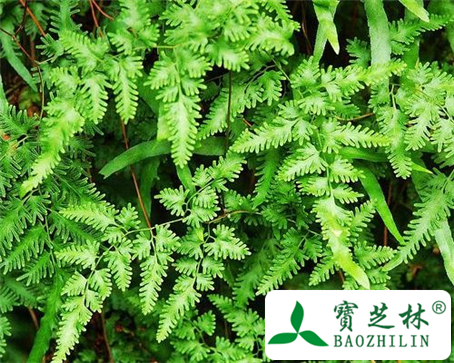 海金沙根的功效与作用及食用方法图片