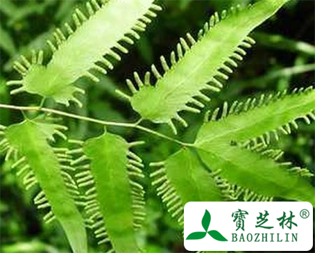 海金沙草的功效与作用及食用方法图片