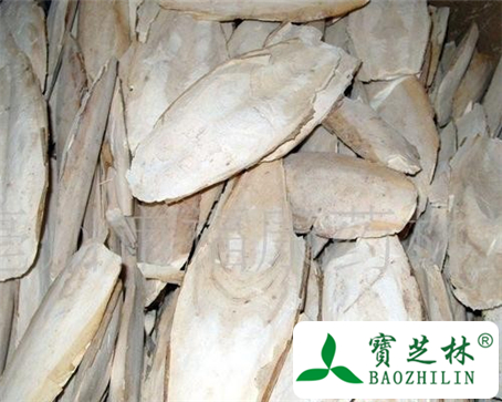 海螵蛸的功效与作用及食用方法图片