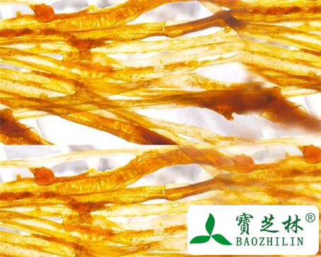海参肠的功效与作用及食用方法图片