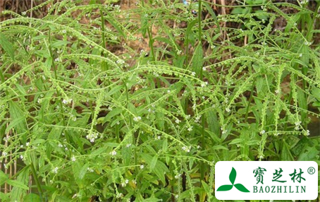 琉璃草果实的功效与作用及食用方法图片