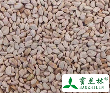 臭梧桐子的功效与作用及食用方法图片