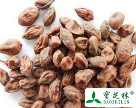 益智仁的功效与作用及食用方法图片