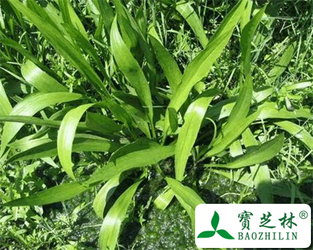 窄叶大戟的功效与作用及食用方法图片