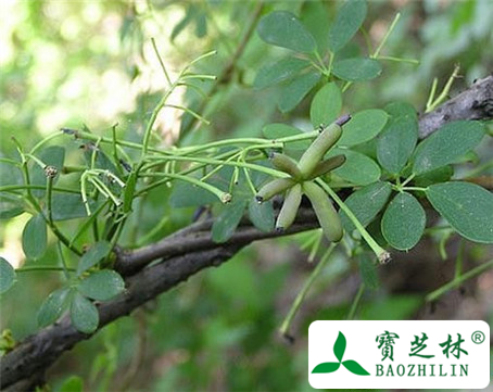 金丝木通的功效与作用及食用方法图片