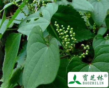 穿山龙的功效与作用及食用方法图片
