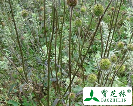 续断的功效与作用及食用方法图片