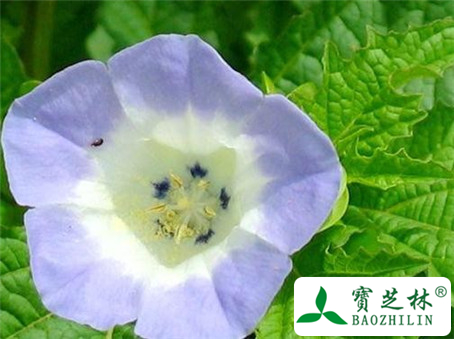假酸浆花的功效与作用及食用方法图片