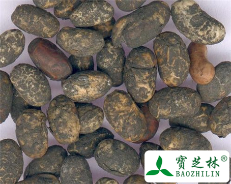 淡豆豉的功效与作用及食用方法图片