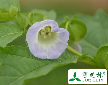 假酸浆的功效与作用及食用方法图片