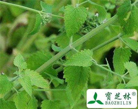 假荆芥的功效与作用及食用方法图片