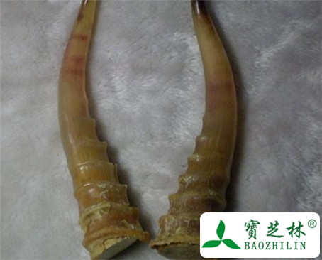 羚羊角的功效与作用及食用方法图片