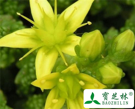 淫羊藿根的功效与作用及食用方法图片