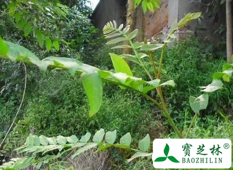麻柳叶的功效与作用及食用方法图片