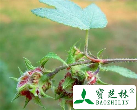 葎草果穗的功效与作用及食用方法图片