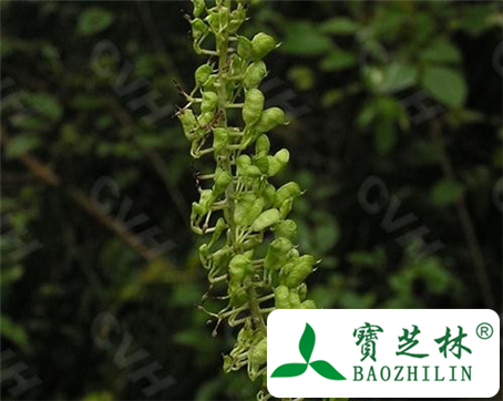 绿豆升麻的功效与作用及食用方法图片