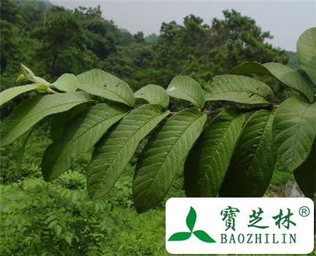 番石榴叶的功效与作用及食用方法图片
