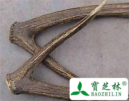 鹿角的功效与作用及食用方法图片